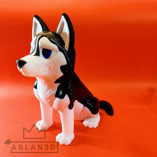 20250713_211242_110.jpg Husky sibérien - Par couleurs