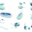 Prokaryotic_Render_2.png Prokaryotic Bacteria Cell Anatomy