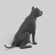 3.jpg American Pitbull Pose 02