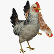 portada-GGB.png CHICKEN CHICKEN - DOWNLOAD CHICKEN 3d Model - animated for Blender-Fbx-Unity-Maya-Unreal-C4d-3ds Max - 3D Printing HEN hen, chicken, fowl, coward, sissy, funk- BIRD - POKÉMON - GARDEN