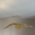 image3-3.jpeg Dolphin skeleton (part 2/2 - body)