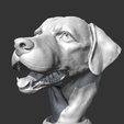 05.png Labrador Retrieve Head AM26 3D print model