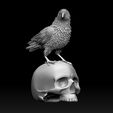 23213213.jpg bird crow
