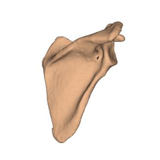 Scapula Left and Right 3D model