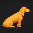 838-Basset_Bleu_de_Gascogne_Pose_06.jpg Basset Bleu de Gascogne Dog 3D Print Model Pose 06