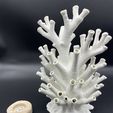 IMG_0699.jpg Coral Lamp🌊✨