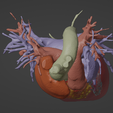 5.png 3D Model of Heart (from real patient)