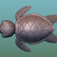 5.jpg Sea Turtle (Green turtle)