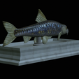 Gudgeon-statue-12.png fish gudgeon / gobio gobio statue detailed texture for 3d printing