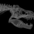 Без-имени-3.jpg Tyrannosaurus T-rex skeleton