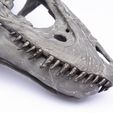 Life size baby T-rex skeleton - Part 01/10