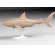 squalicorax-copy.jpg Squalicorax prehistoric shark, scientifically accurate model