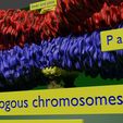 0024.jpg Chromosome homologous centromere kinetochore blender 3d model