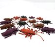 DSC01163-copia.jpg Articulated Roach