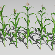 corn-8-2.png Campo de milho