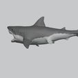 0014.jpg Great White Shark