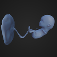 Week-12_Fetus_1.png 12 Week Fetus