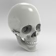 Skull.jpg Anatomic Skull