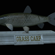 Grass-carp-statue-20.png fish grass carp / Ctenopharyngodon idella statue detailed texture for 3d printing