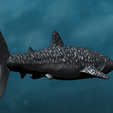 2.png Whale Shark