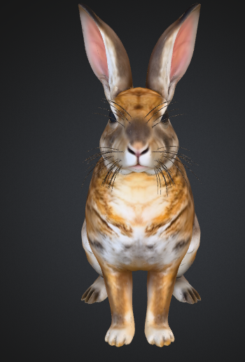 R4.png Wildkaninchen