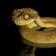 Atheris_Hispida_CompleteSzenea0003.jpg Bush Viper STL 3D Model with Full Size Texture + Zbrush Original High Polygon