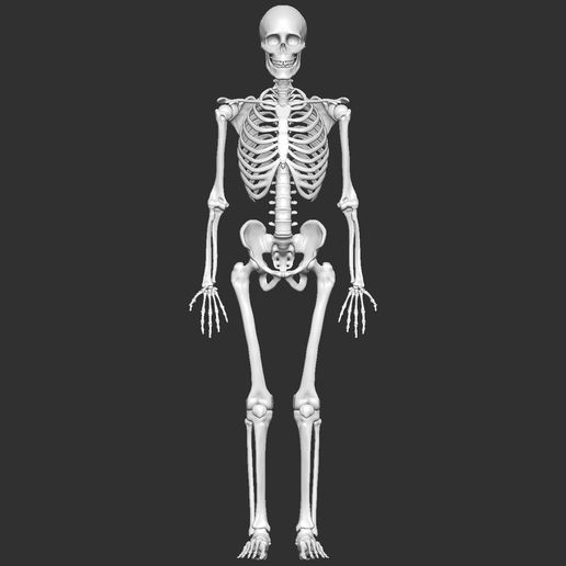 Human Skeleton