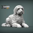 Goldendoodle-lies-1.jpg Goldendoodle lies 3D printed model