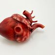 IMG_9340.jpg Anatomical model of the human heart