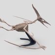 1.jpg Pterodactyl Skeleton