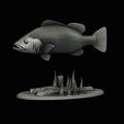 Peacock-Bass-statue-1-3-15.png FISH in motion Peacock bass (Cichla ocellaris) fish natural base detailed texture for 3d printing
