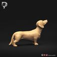 Dachshund-Smooth-Haired-Pose-02-Dog-3D-Print-3s.jpeg Teckel à poil lisse Pose 02