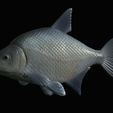 Bream-fish-19.png fish Common bream / Abramis brama solo model detailed texture for 3d printing