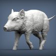 small-boar2.jpg Small boar 3D print model