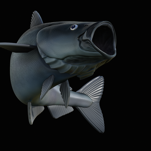 coalfish-open-mouth-statue-box-26.png COALFISH / POLLACHIUS VIRENS trophy with storage space for 3d printing