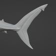 Carcharodon3D_07.jpg White shark (Carcharodon carcharias)