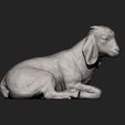 Baby-Boer-goat-lying-down10.jpg Baby Boer goat lying down 3D print model