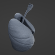 L1.png Archivo STL Sistema respiratorio・Modelo imprimible en 3D para descargar