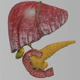 hepato-biliary-tract-pancreas-gallbladder-3d-model-blend-4.jpg Hepato biliary tract pancreas gallbladder 3D model
