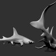 SH03.jpg Hammerhead shark
