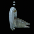 zander-head-trophy-6.png fish head trophy zander / pikeperch / Sander lucioperca open mouth statue detailed texture for 3d printing