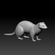 ferret1.jpg Ferret - ferret 3d model for game and 3d print