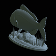 Dentex-statue-1-39.png fish Common dentex / dentex dentex statue underwater detailed texture for 3d printing