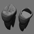 preview.jpg maxillary first premolar \\ occlusal restoration model