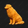530-Australian_Shepherd_Dog_Pose_04.jpg Australian Shepherd Dog 3D Print Model Pose 04