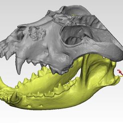 3D-model-of-the-skull-2.jpg STL-Datei Das Demomodell für die Endodontie (Veterinärmedizin) herunterladen • 3D-Drucker-Vorlage, Dr_Aibolitt