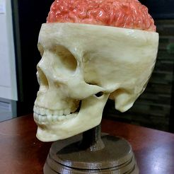 20221122_204150.jpg Realistic 3D Sculpture of Open Human Skull with Exposed Brain