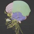CRANIAL-NERVES-16.png 3D Cranial nerves & Facial Skull Model