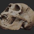 F1.jpg Homo heidelbergensis Skull