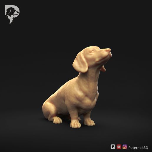 Dachshund-Smooth-Haired-Pose-05-Dog-3D-Print-1s.jpeg Teckel à poil lisse Pose 05